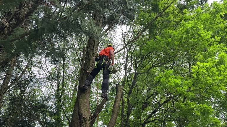Best Weed Control  in University Gardens, NY